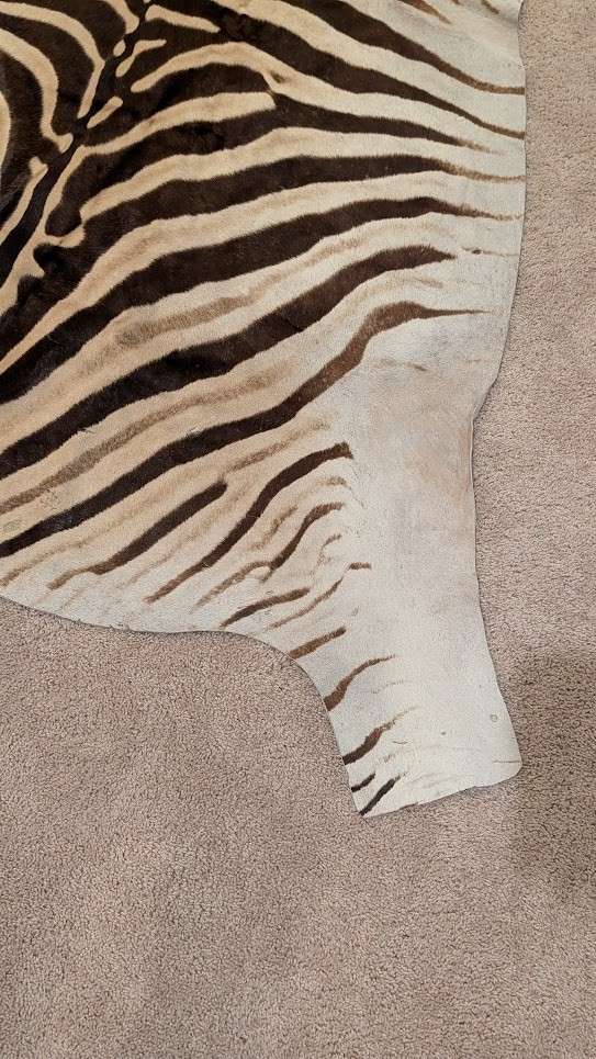 Genuine Zebra hide/ Zebra skin/ Zebra rug - South African Burchell 's Zebra