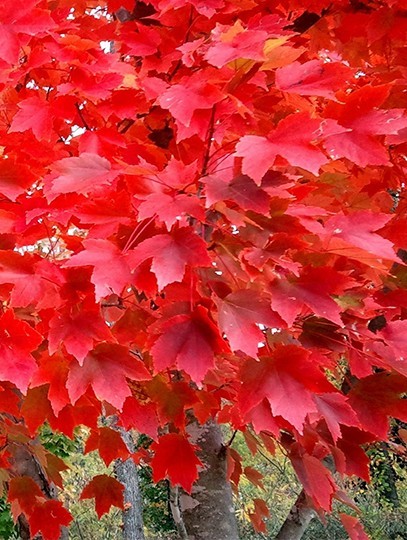 3 Red Maple Tree 12-24" Acer rubrum Bare Root