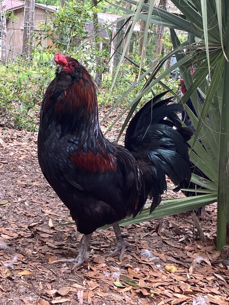 6 Americana Hatching Eggs EASTER EGGER Blue Green Eggs