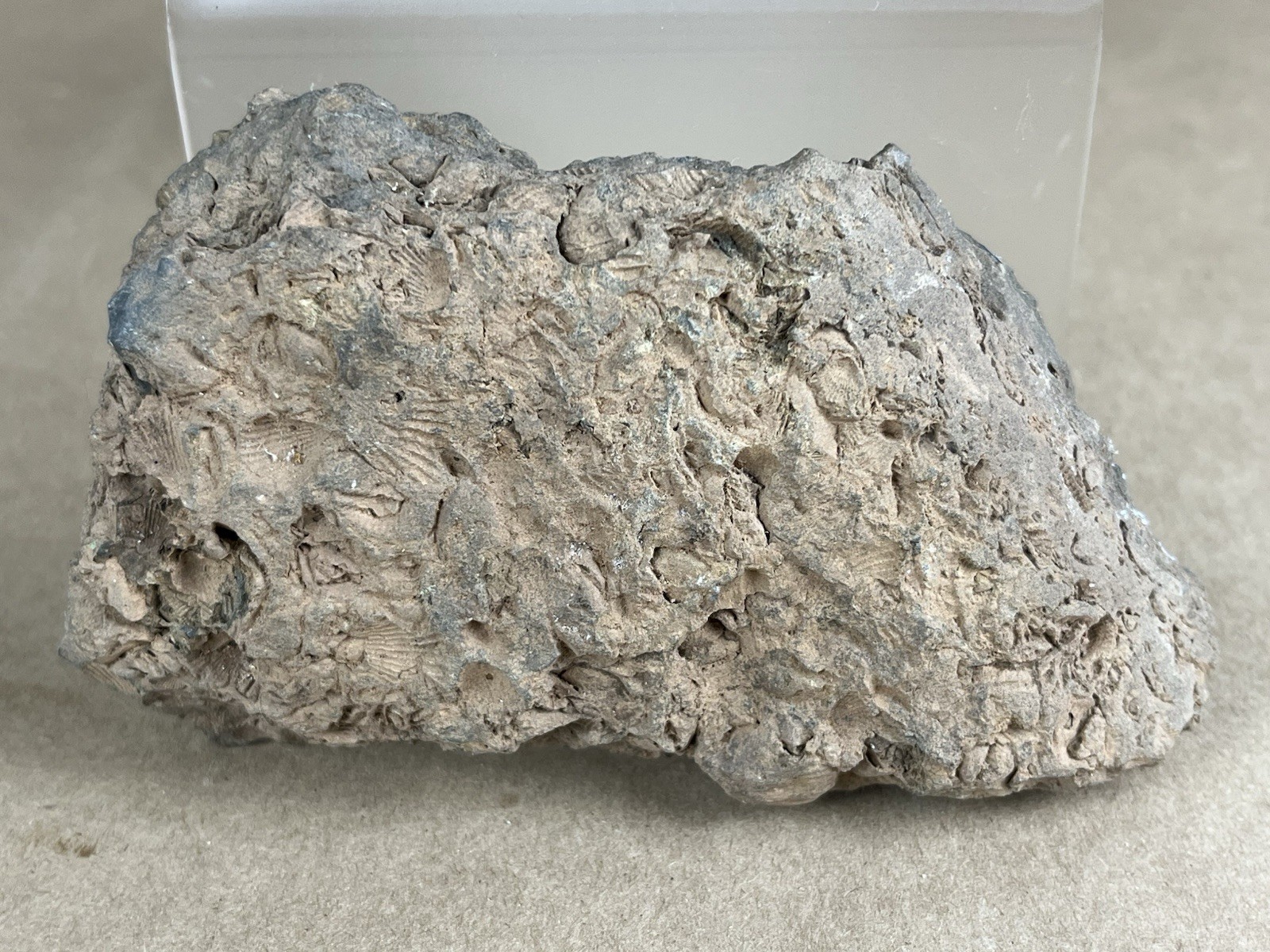 Fossil with Shells 5”