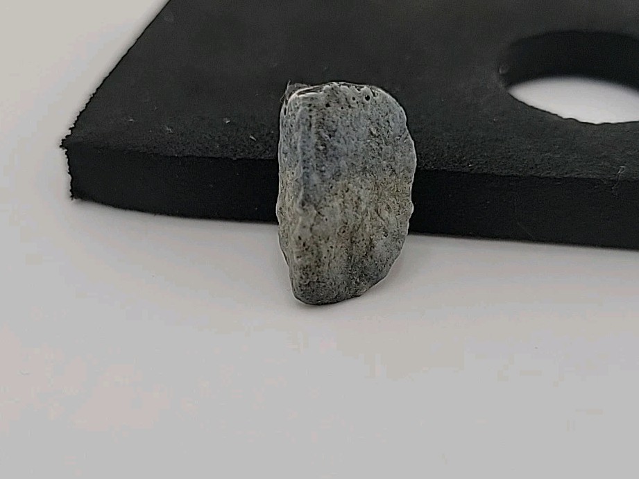 Fossil Dinosaur Tooth Permineralized Unknown Species