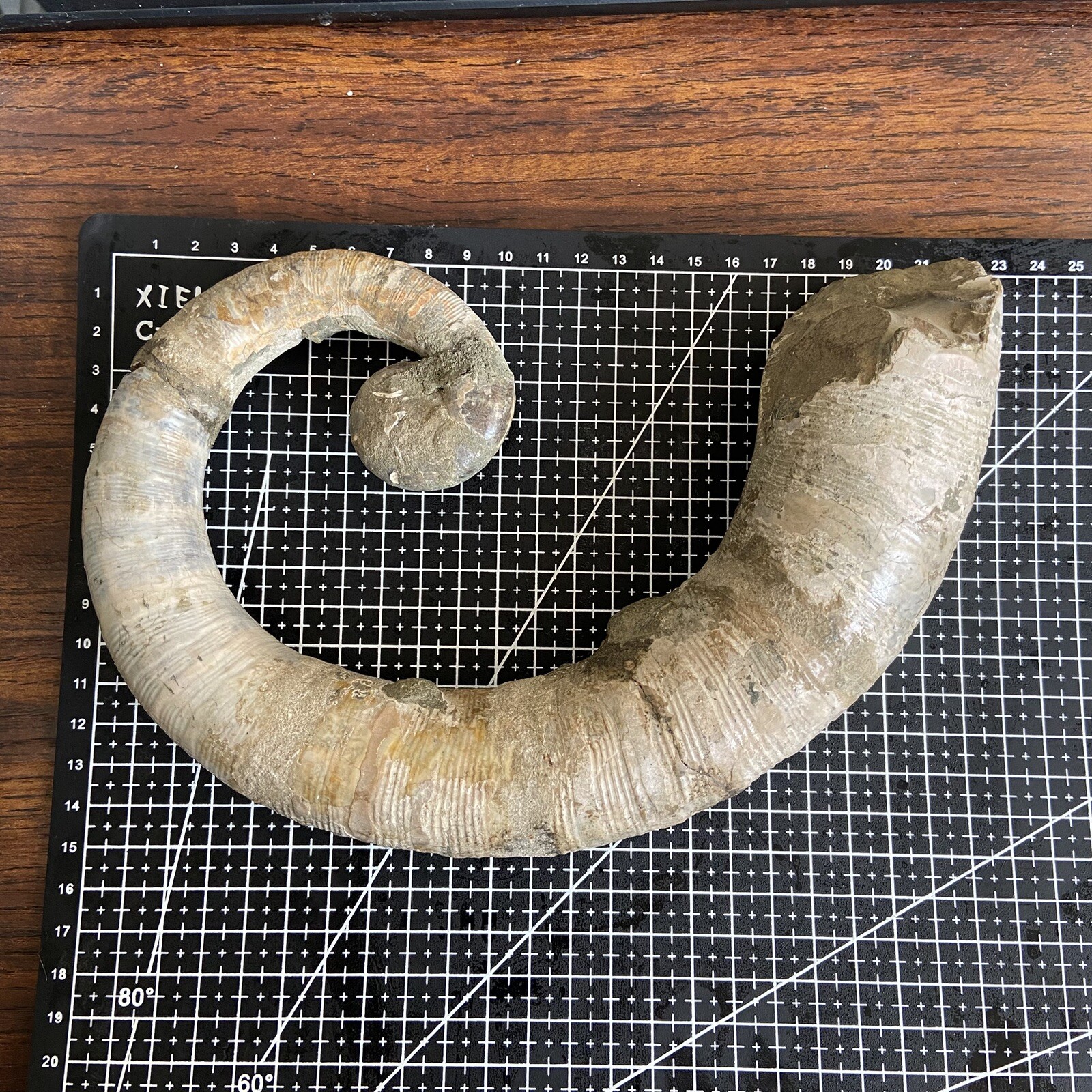 1242g215mm Big Repaired Ancyloceras Ammonite Fossil Sutures Crystal Display Mad