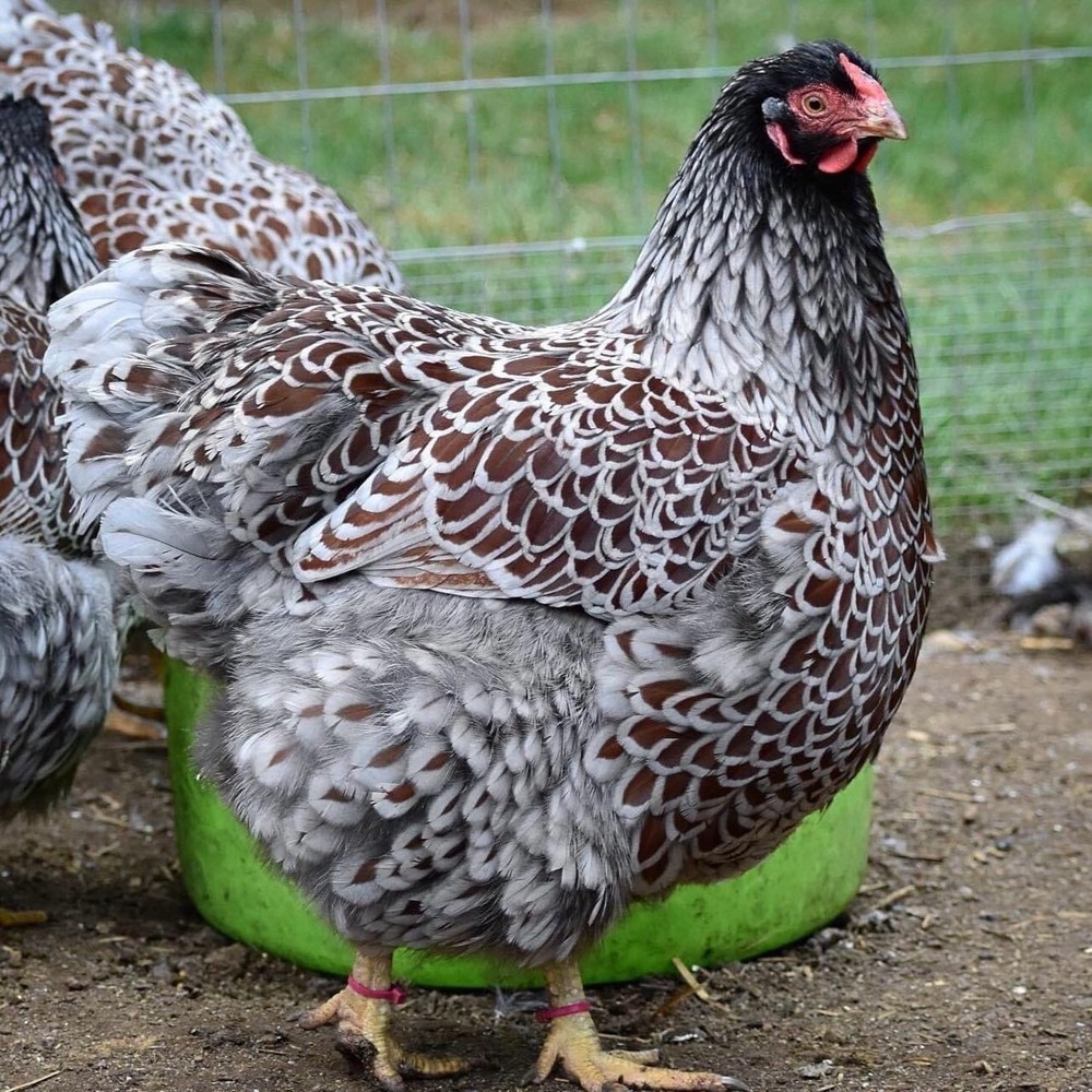 12 Rainbow chicken hatching eggs| Healthy Flock