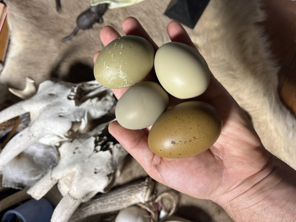 12 Olive And Dark Chocolate Egger Hatching Eggs