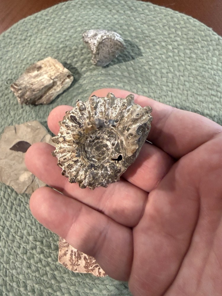 Assorted Fossil Specimens