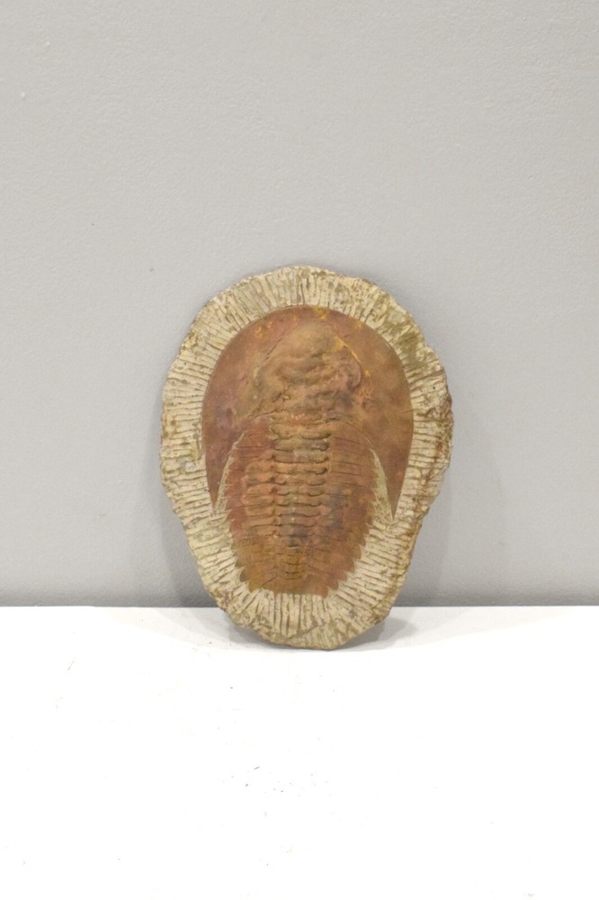 Faux Trilobite Mold Ceramic Cast