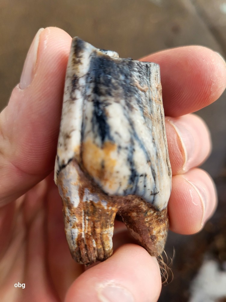 Historic bison tooth with blue vivianite permineralization