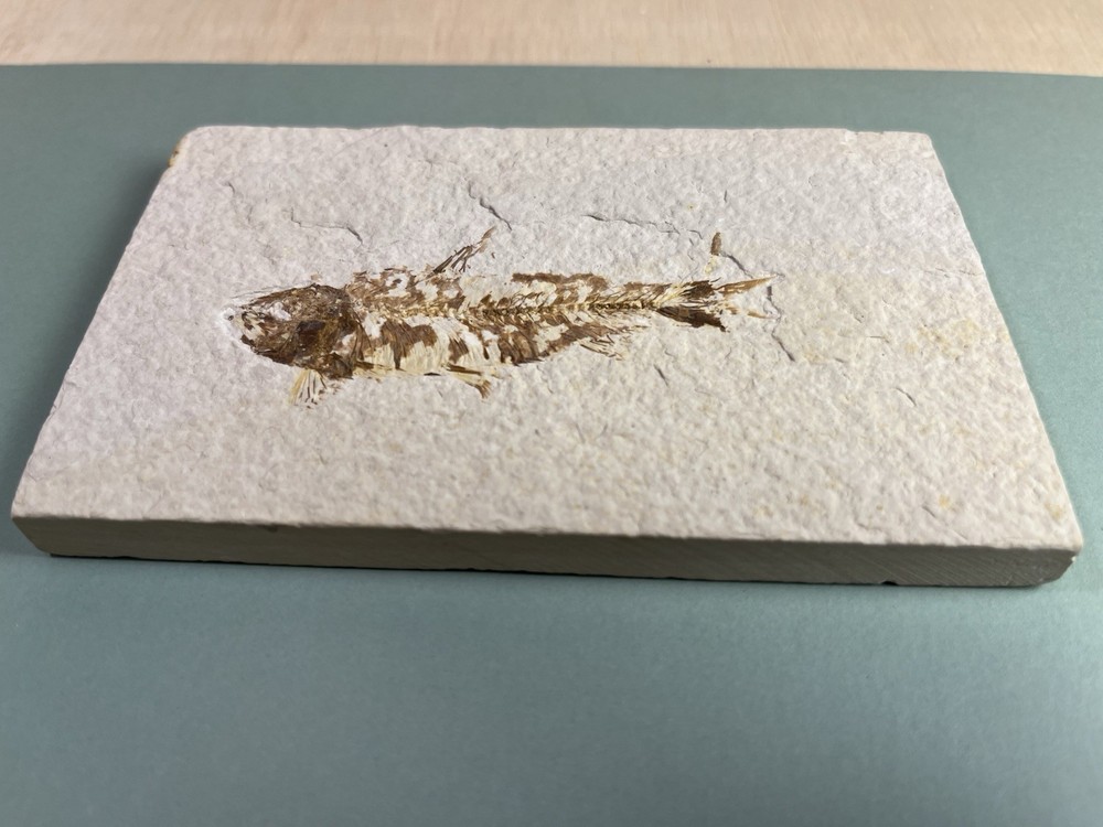 Fossilized Fish on Slab
