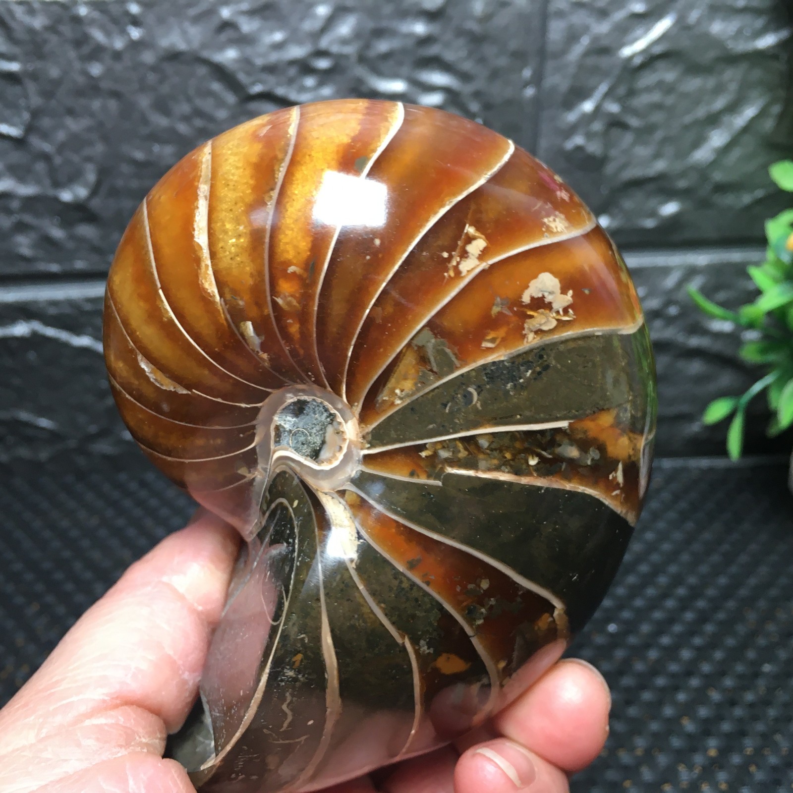 567g Natural polishing Ammonite crystal specimens fb1037