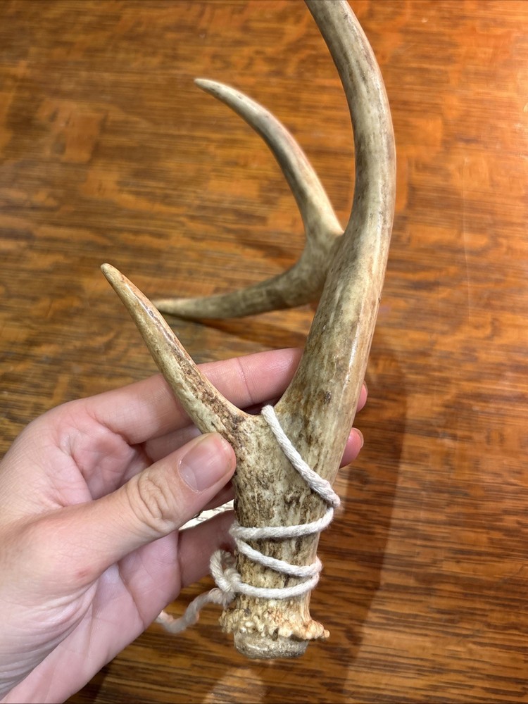 Naturally Shed Deer Antler Single 4 Point Small