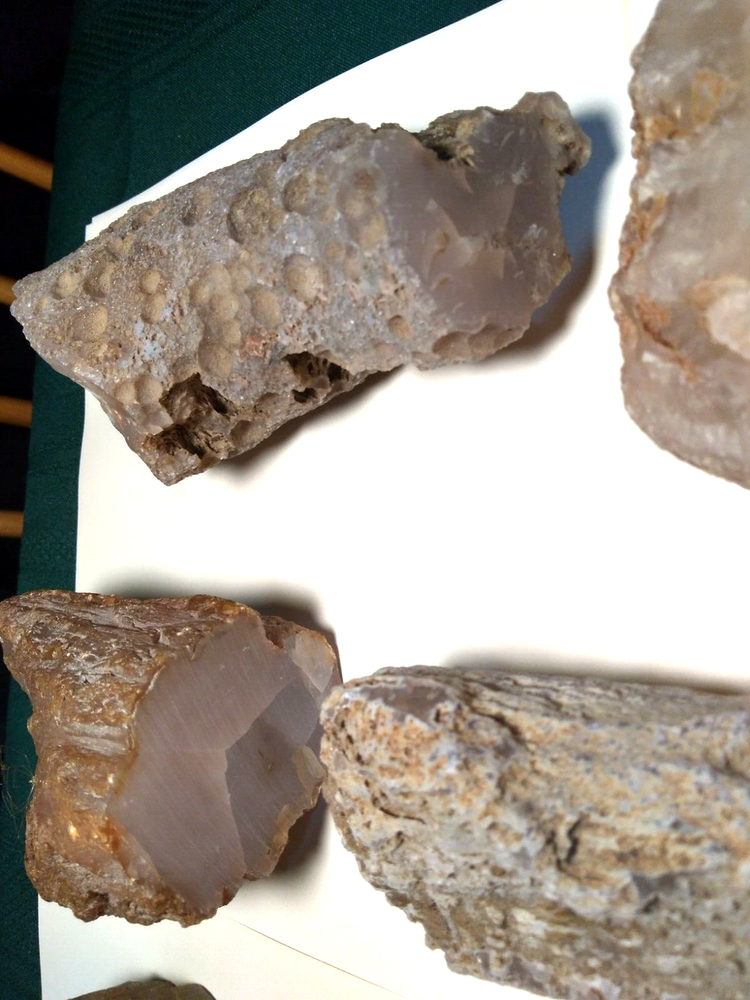 Petrified Wood Limb Casts- Over 10-1/2 lbs.