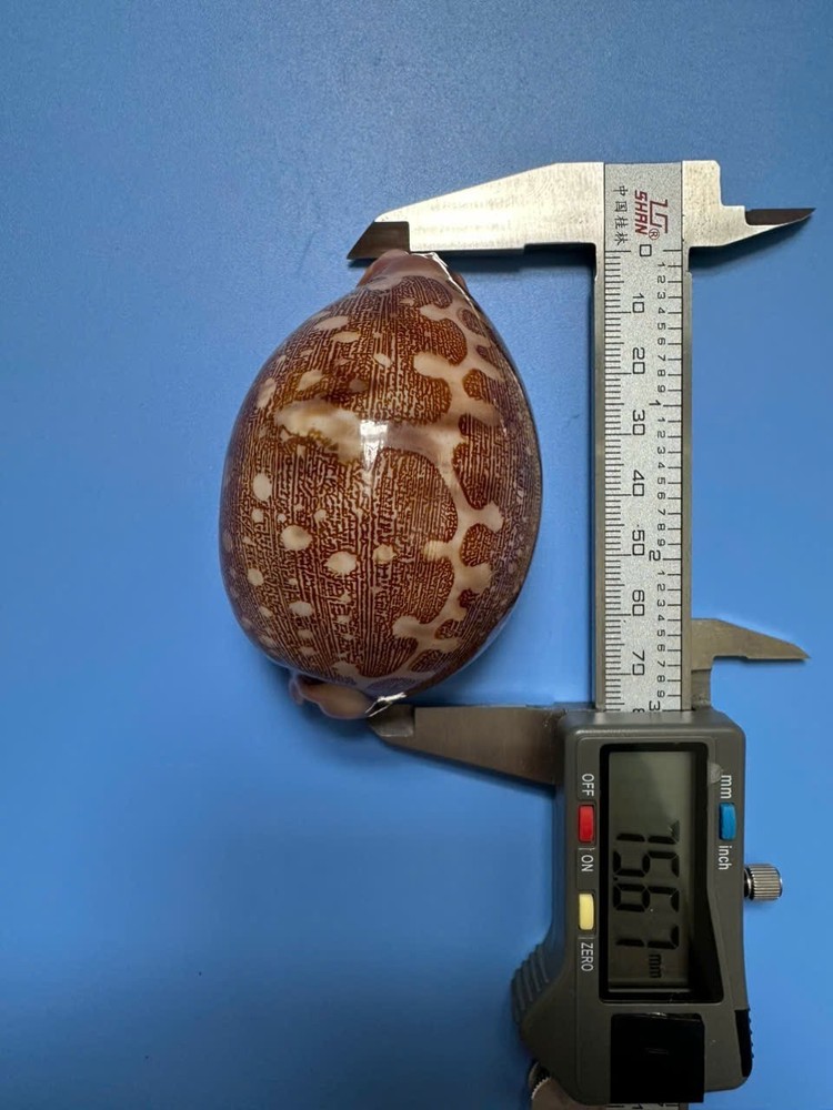 75.6mm | Cypraea Mappa |F++ + GEM | Nice pattern | Orange with bubble