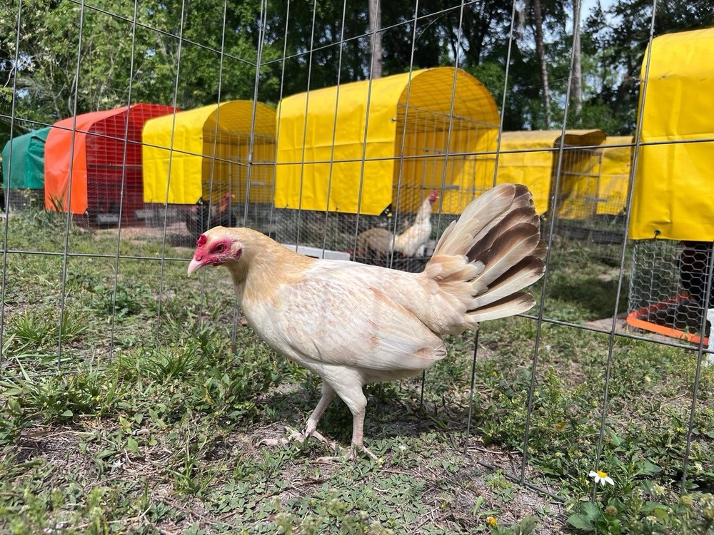 6 Plus Hatching Eggs