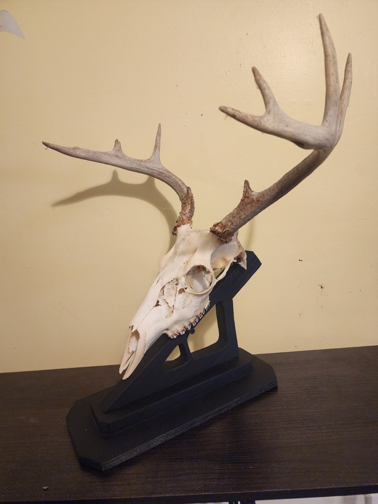 Deer skull mount for table