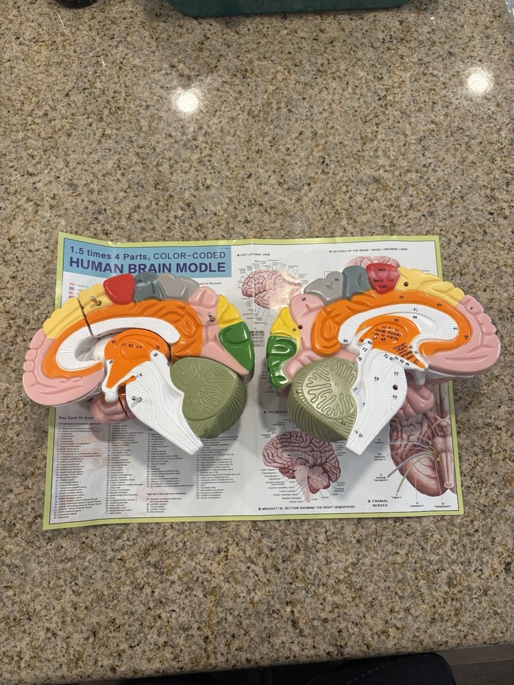 Human Brain Anatomy Model 4-Part Color-Coded w/ Stand & Chart – Educational