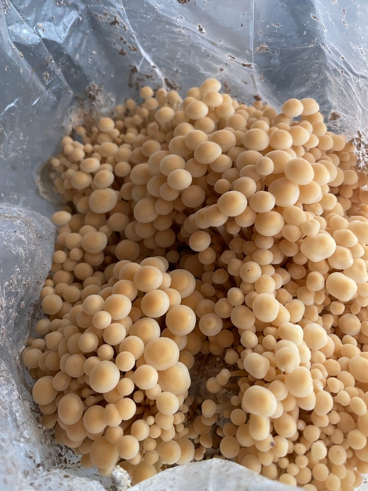 2lbs Master Grain Spawn