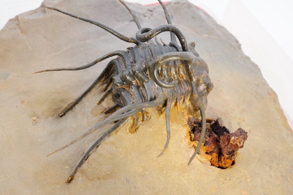 trilobite