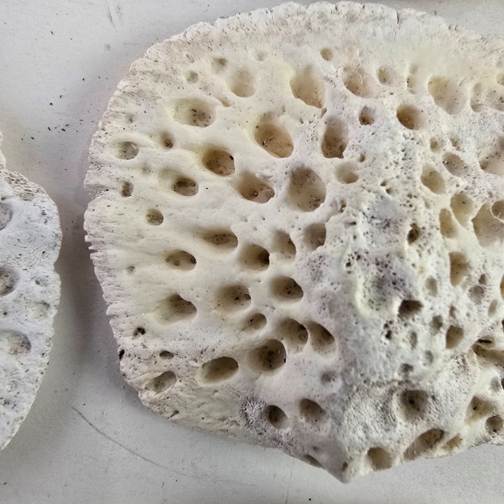 Gator Alligator Back Scute bone bones Bony scutes croc weird Osteoderms white