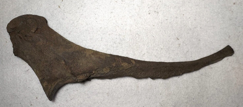 Ice Age Bison Ulna Bone Fossil