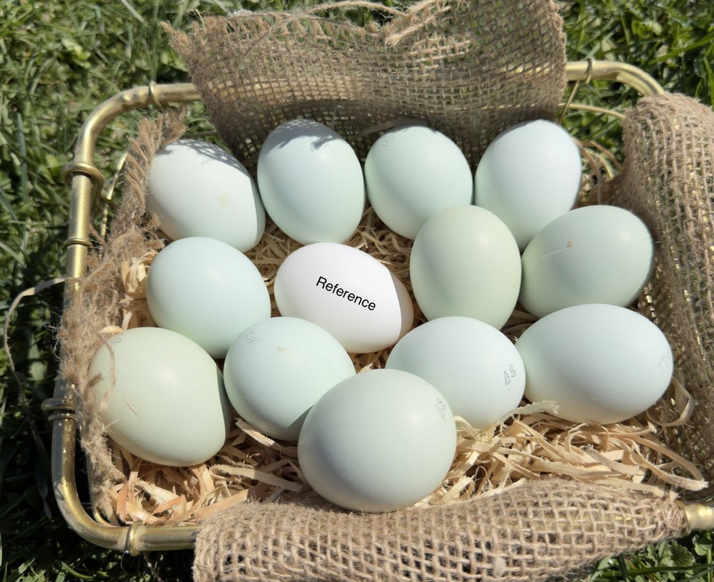 10++ NPIP Blue/Black/Splash Ameraucana Hatching Eggs - Read Description