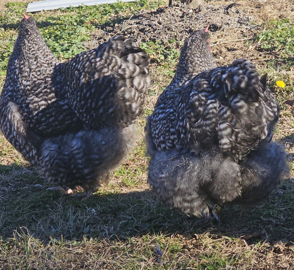 8+ English Black Cucko Orpington Hatching Eggs