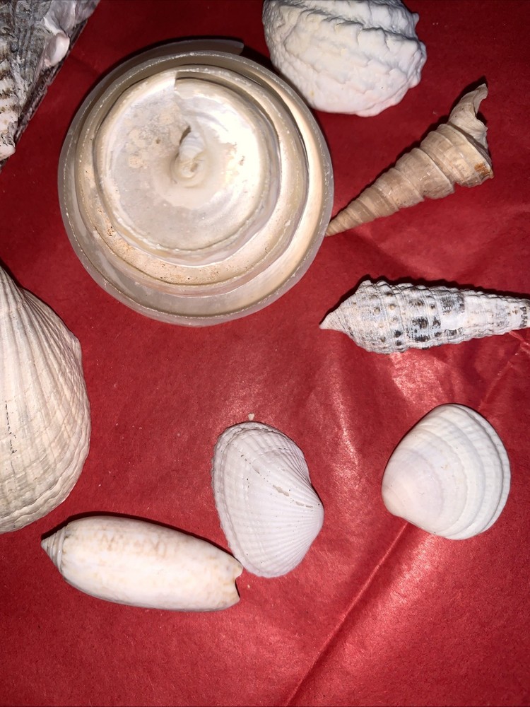 Seashell Lot Various Sizes and Shells Beautiful Selection Craft Beach 10 Shells