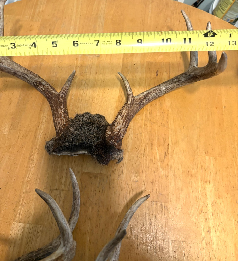 "3" WILD 8 POINT WHITE TAIL ANTLERS,SKULL CAP MOUNTS