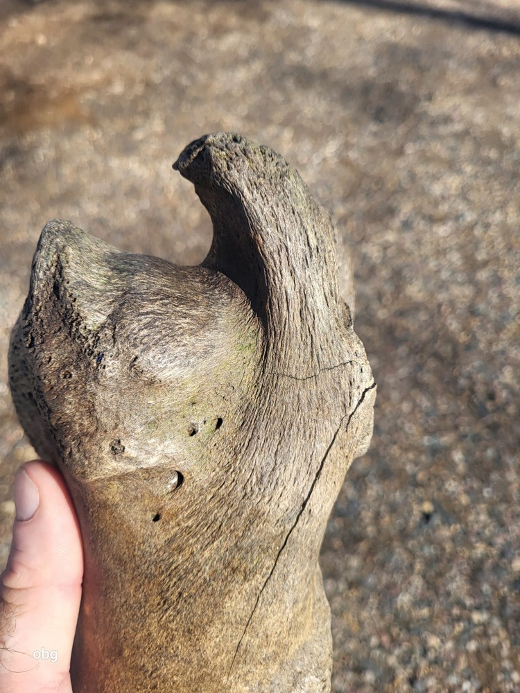 Historic Bison Humerus Bone not a fossil