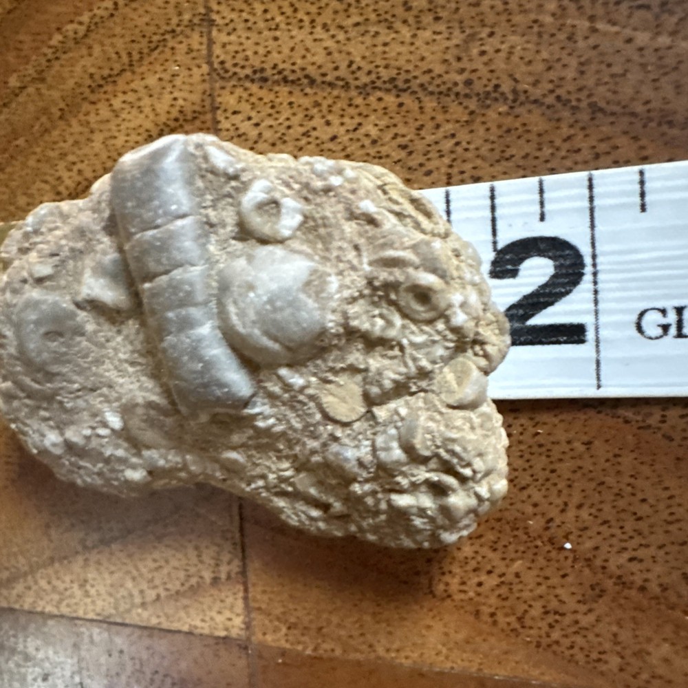 2” Fossil Specimen
