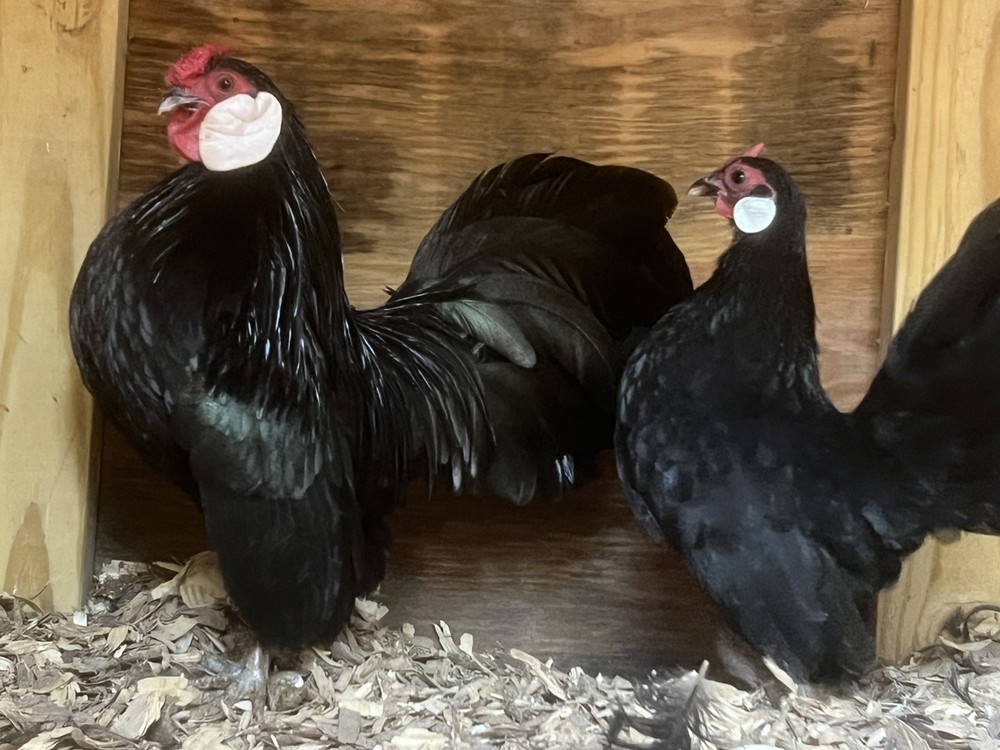 50+ Assorted Bantam Hatching Eggs—Exhibition Line