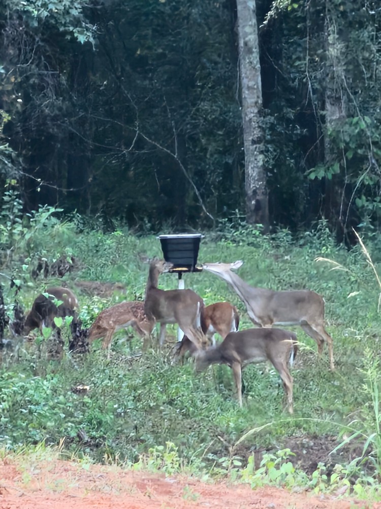 Deer feeder