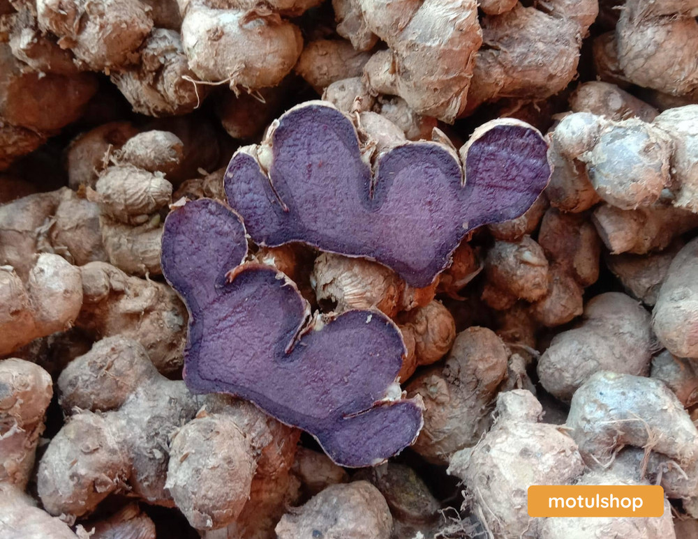 Black Ginger (fresh) Krachai Dam Thai Herb