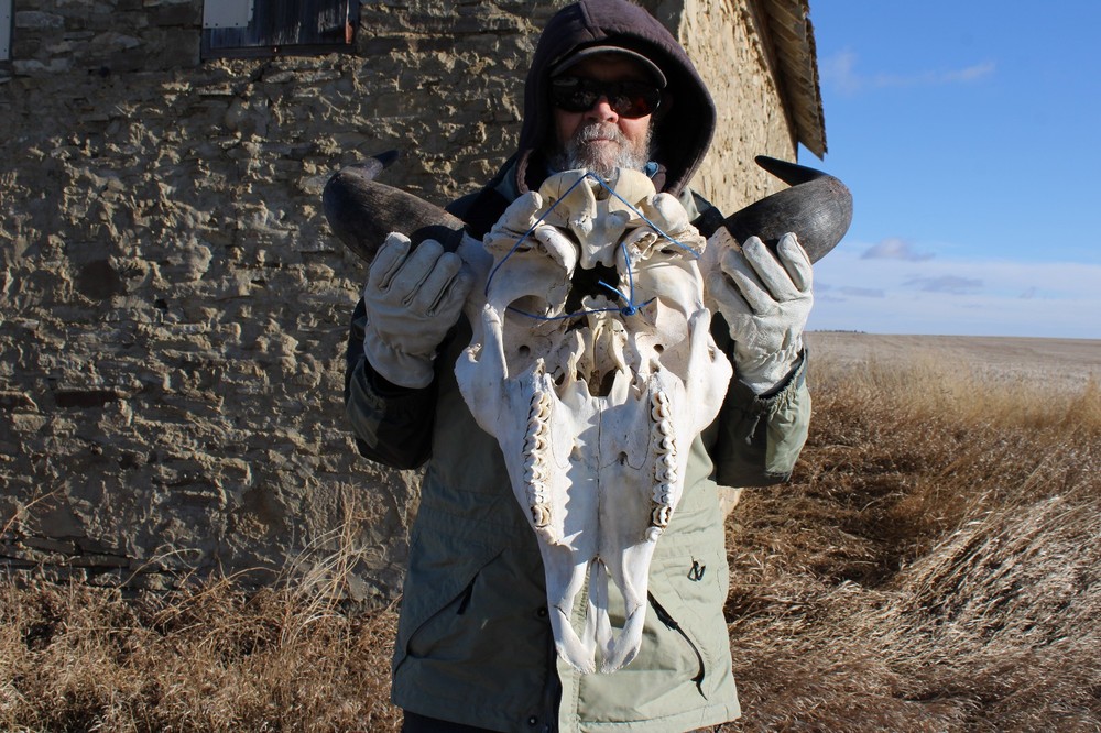 Buffalo Bison Head Skull Horns
