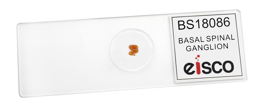 Basal Spinal Ganglion - Prepared Microscope Slide - 75x25mm - Eisco Labs