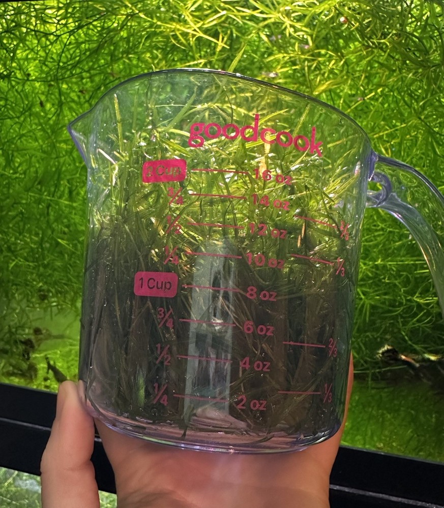 Guppy Grass Live Aquarium Plant 2 Cups!