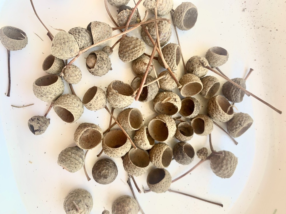 50 Acorn Caps/Tops - Assorted Sizes