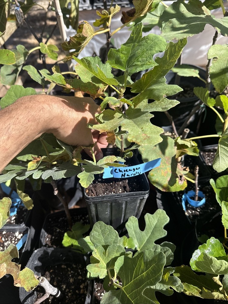 Chicago Hardy Fig Tree