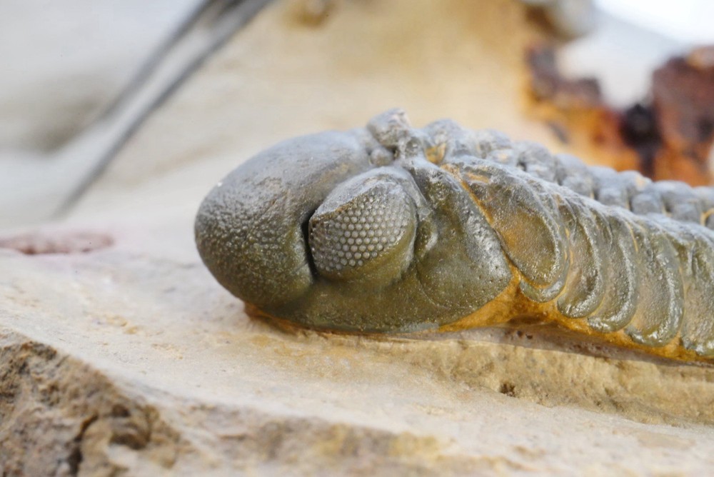 trilobite
