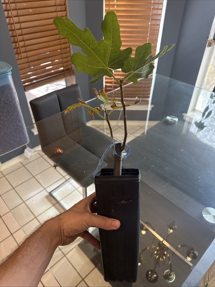 Chicago Hardy Fig Tree