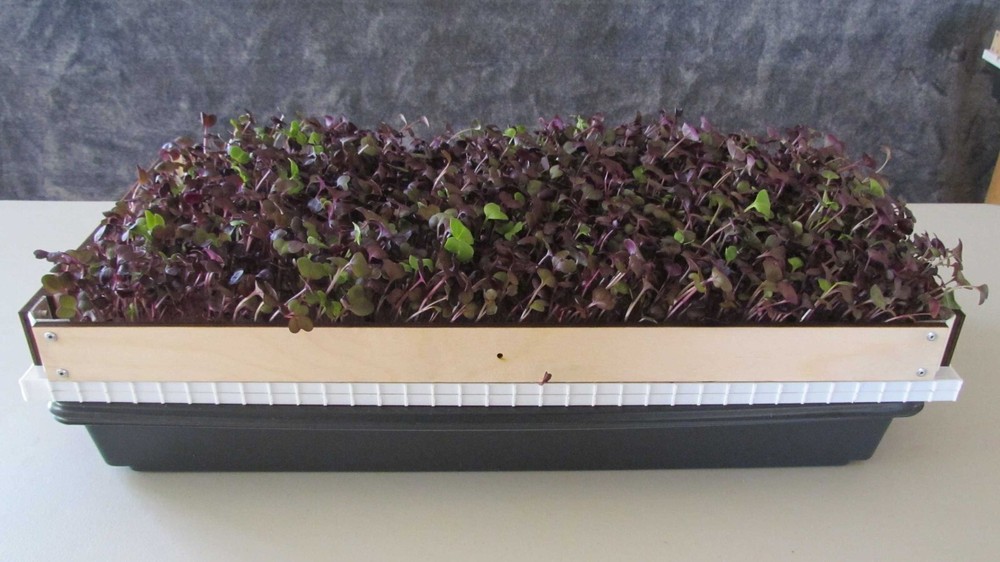 SPEEDY REAPER - 4-Pack - Microgreens Harvest System - Simple, quick & efficient