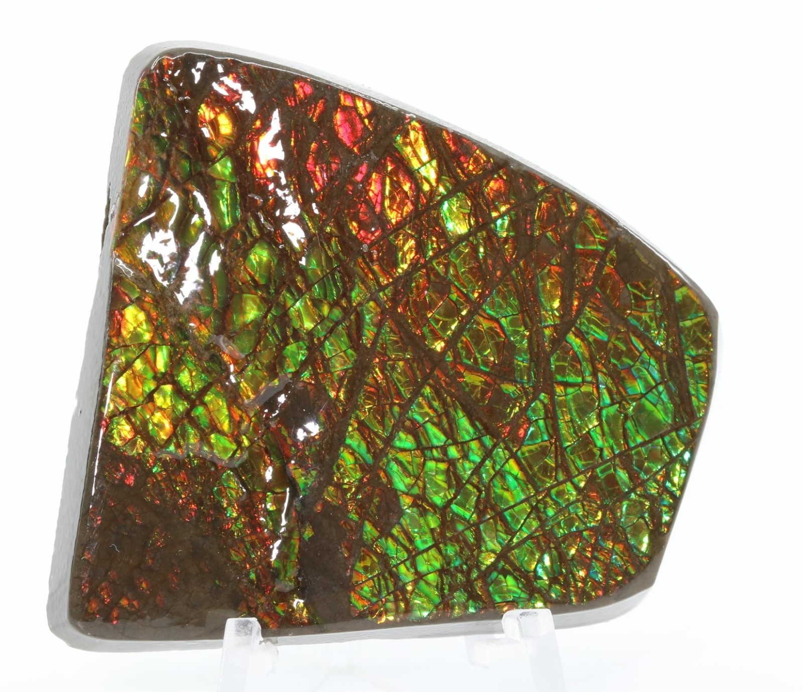 Korite Ammolite Fossil Ammonite 1.99" 50.5mm Bearpaw Fm. Alberta Canada COA 7323