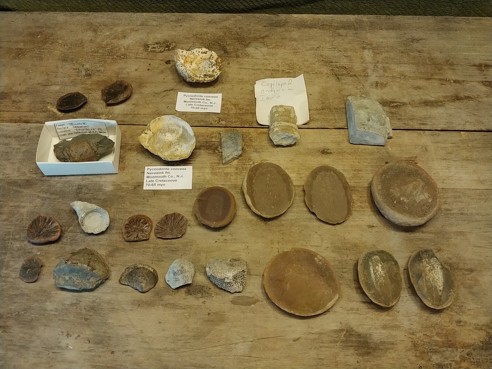 Fossil Lot 24 Total Pieces