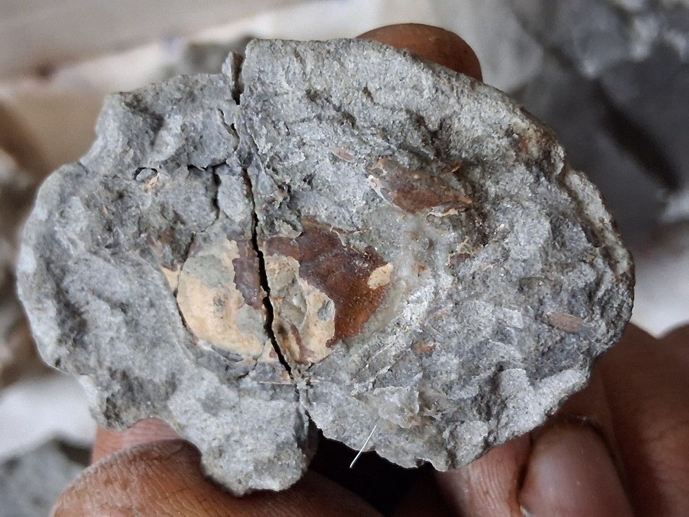 15 Unfinished Crab Fossil Lot Washington State