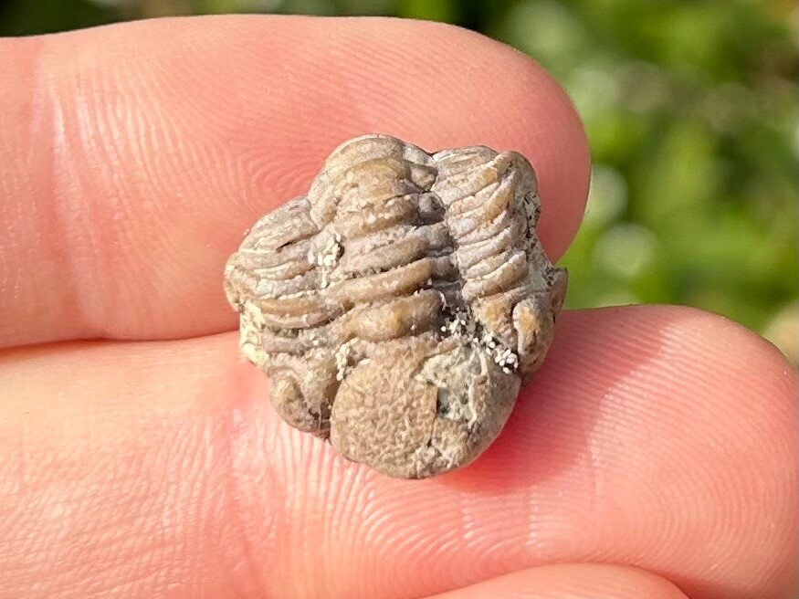 NICE Oklahoma Fossil Trilobite Paciphacops sp. Devonian Bug Bois D’Arc Formation