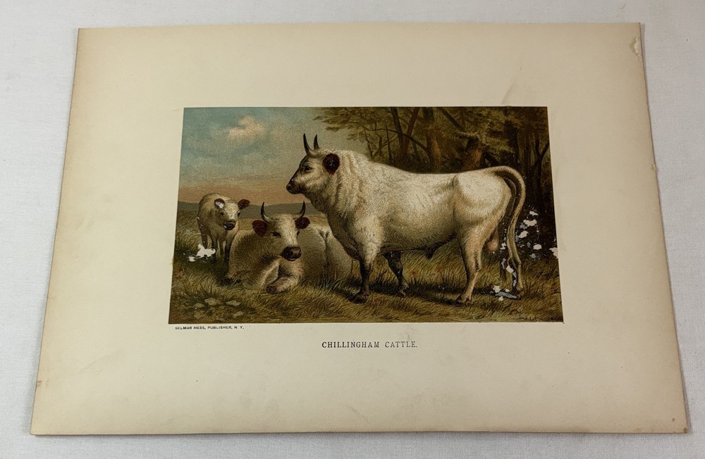 1885 lithograph ~ CHILLINGHAM CATTLE ~ 9x12