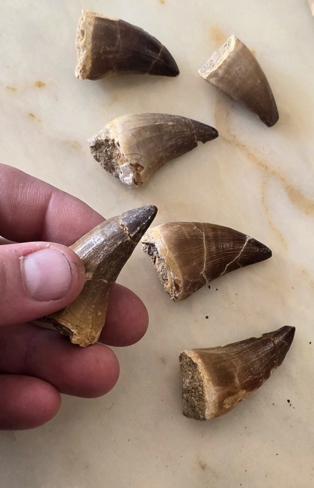Mosasaurus Tooth Sp.