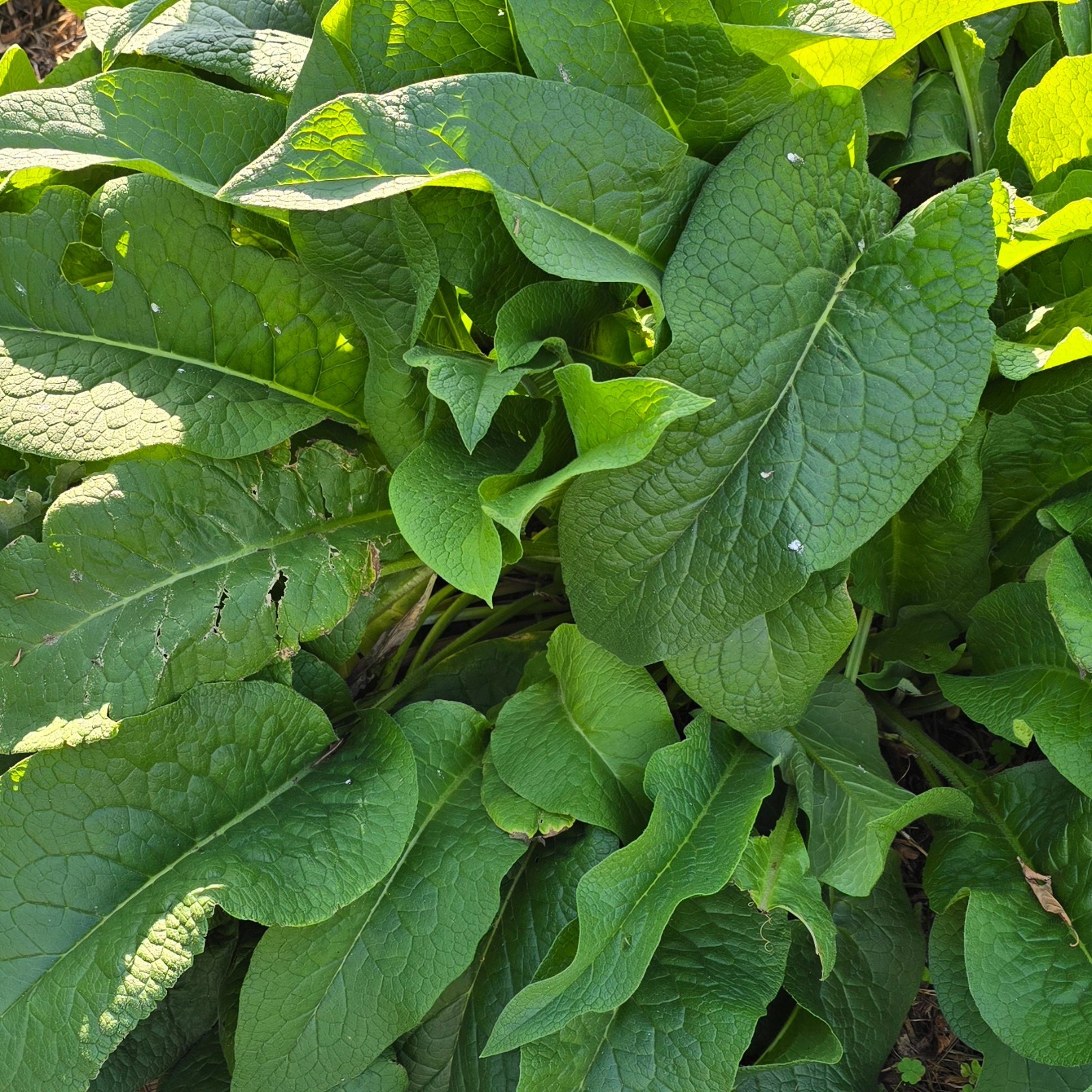Comfrey Crowns (5-Pack) – Bocking 14 Variety | Freshly Dug | Veteran Urban Farm