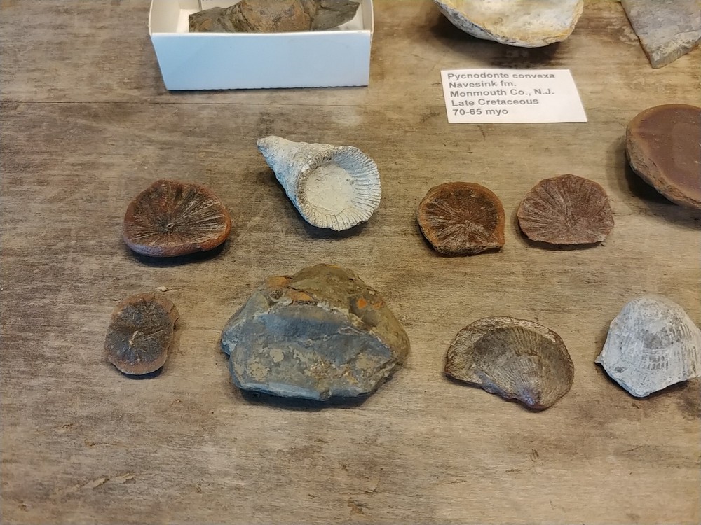 Fossil Lot 24 Total Pieces