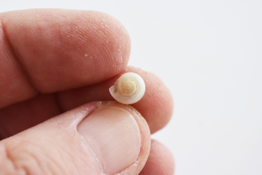 1 LB (2000+) Tiny Pearl Umbonium Mini Shells Button Top (1/4") Beach Crafts Art