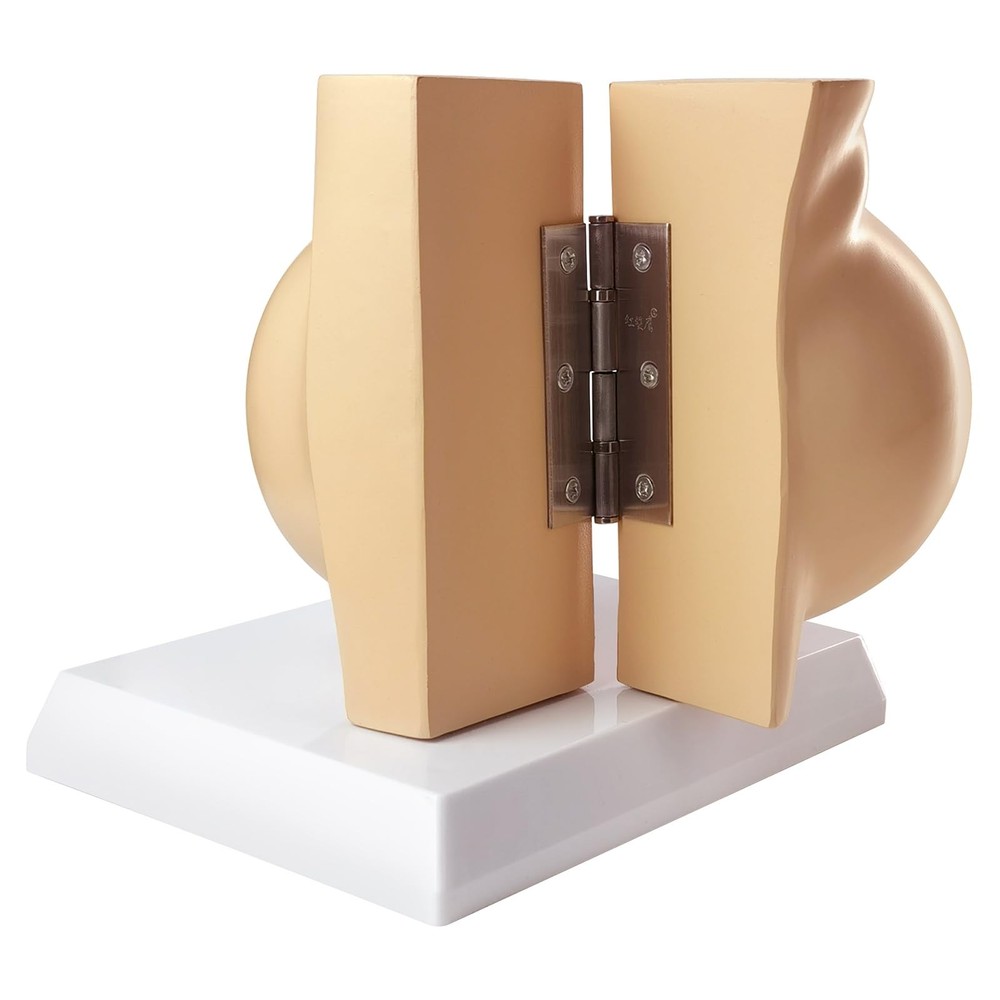 Non-lactating Breast Model, Breast Sagittal Section Anatomical Display Model,...